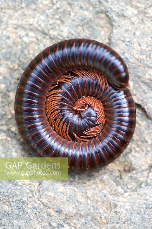 Diplopoda Chilognatha - Millipede curled up on a stone 