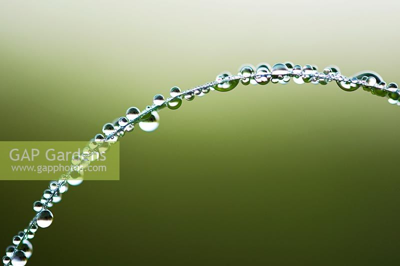 Dew drops covering a blade of grass