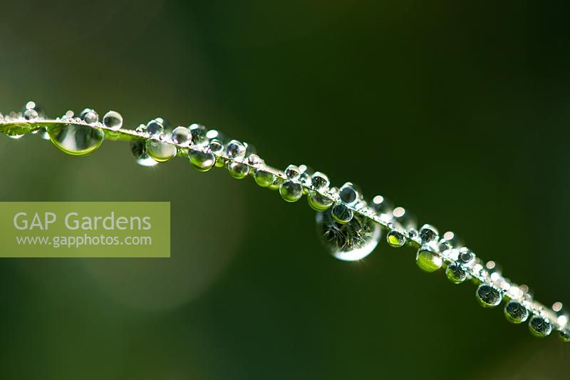 Dew drops covering a blade of grass in the morning sunlight