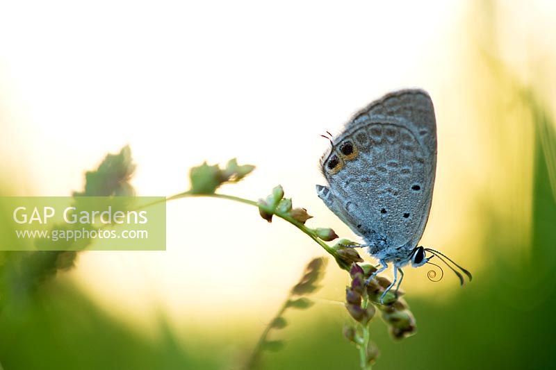 Euchrysops cnejus - Gram blue butterfly on a plant in the Indian countryside