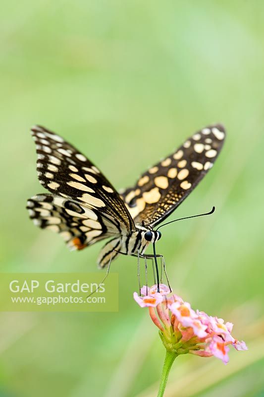 Papilio Demoleus - Lime butterfly feeding on Lantana flowers in the Indian countryside