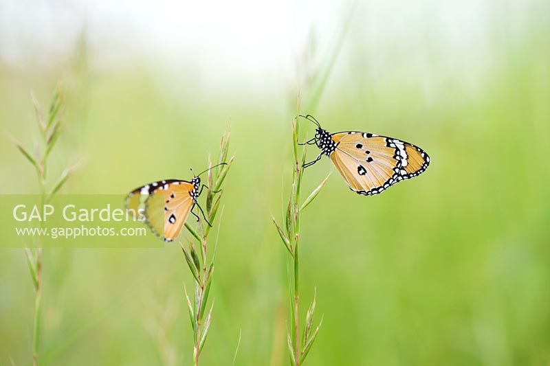Dsanaus Chrysippus - Plain tiger butterflies sitting on grass stems
