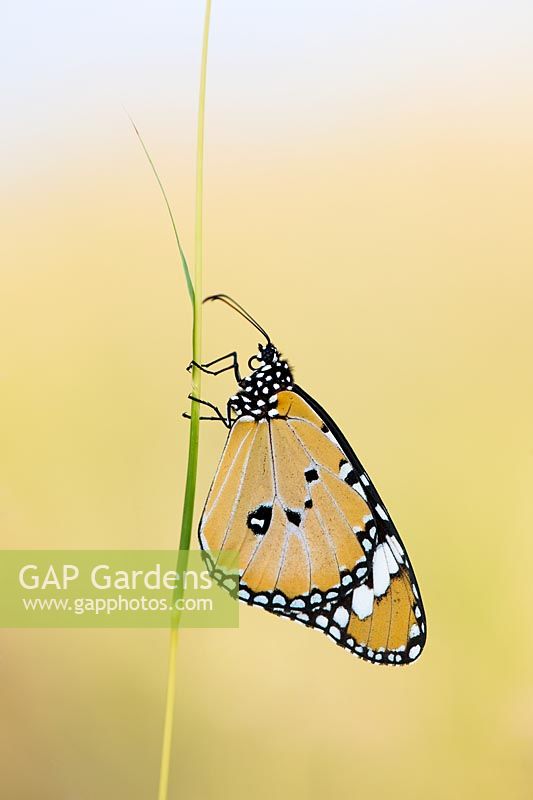 Danaus Chrysippus - Plain tiger butterfly sitting on a grass stem 