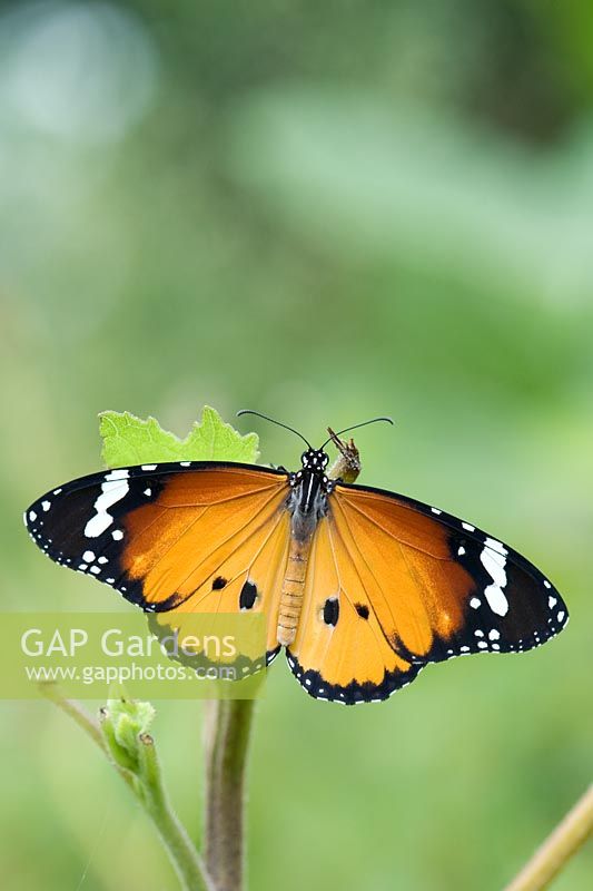 Danaus chrysippus - Plain Tiger butterfly with spread wings 