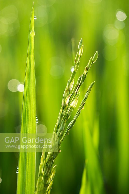 Rice grains ripening on the plant in a paddy field in India