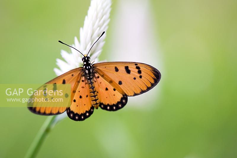 Acraea terpsicore - Tawny Coster butterfly in the Indian countryside