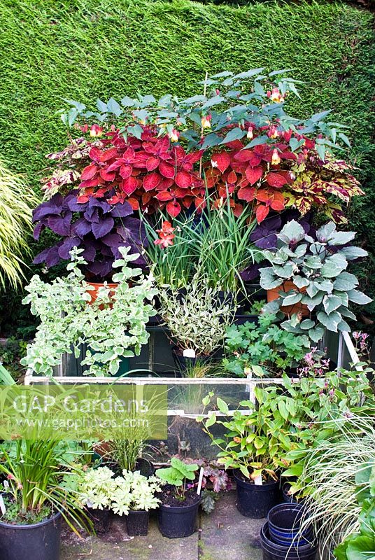Mixed display of container plantings - Abuliton 'Kentish Belle', Coleus 'Volcano', Coleus 'Pallisandra' either side of Schizostylis coccinea 'Major', variegated mint, Gaura and Clerodendron 'Bengii'