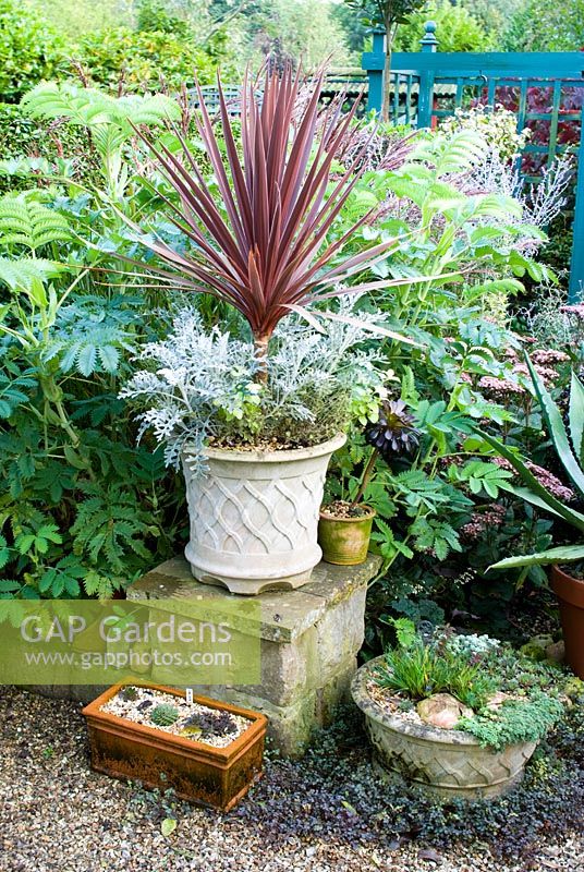 Cordyline australis 'Purpurea' with Senecio cineraria and Melianthus major in background with Sempervirens and succulents in pots