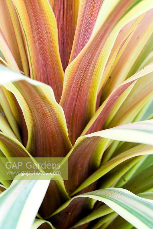 Cordyline 'Torbay Dazzler' - New Zealand Cabbage Palm