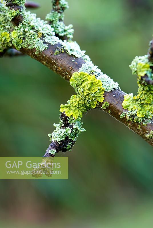 Lichen growing on an apple tree