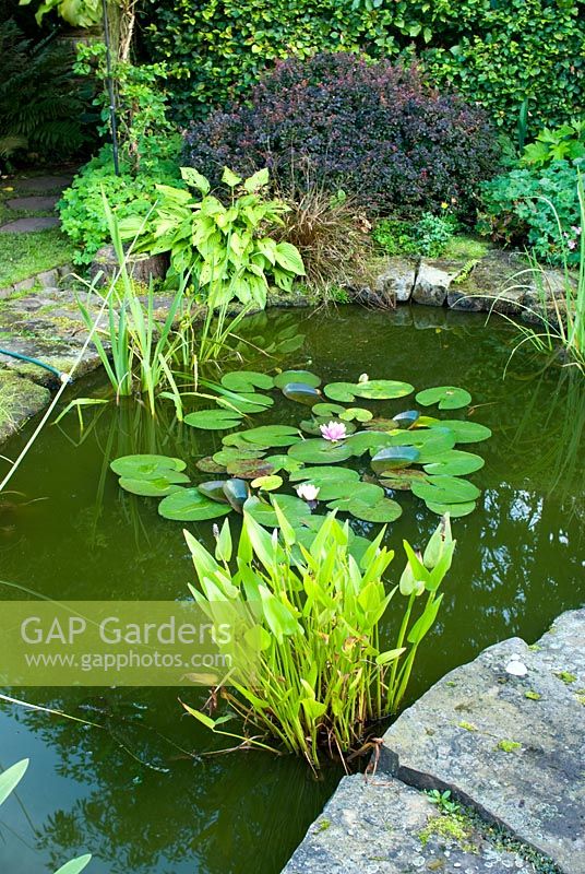 Pontederia cordata with Nymphaea in a pond, Hosta and Berberis thunbergii in background