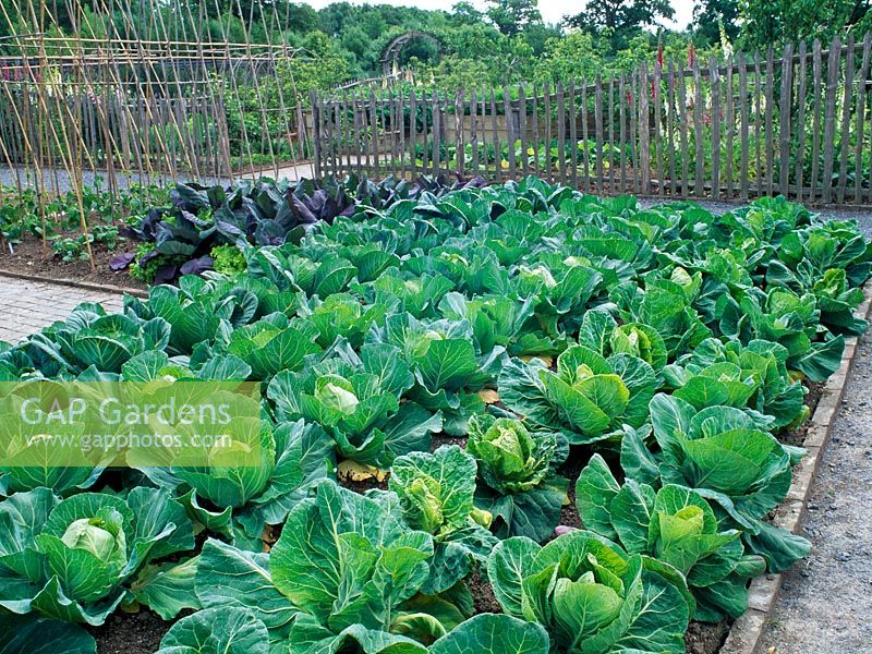 Vegetable garden with cabbages 'Minicole', 'Pixie' and 'Green Valley'