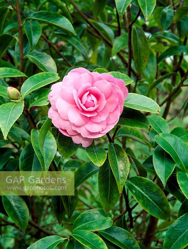 Camellia japonica 'Shocking Pink'