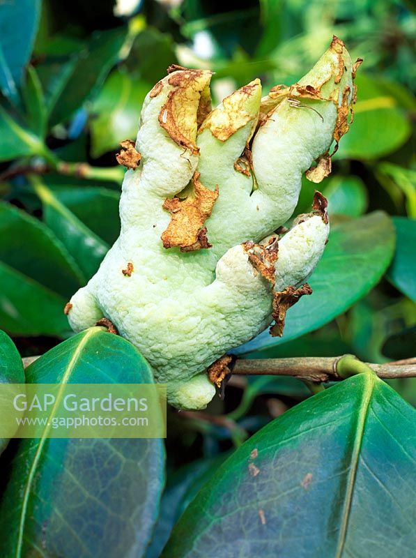 Camelia Gall caused by the fungus Exobasidium Camelliae