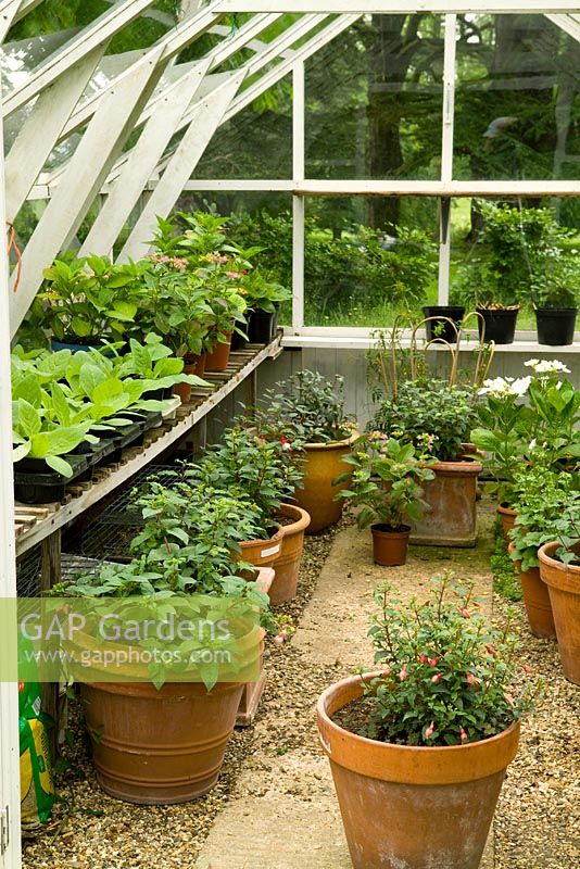 Interior of greenhouse with Fuchsias and other plants in pots