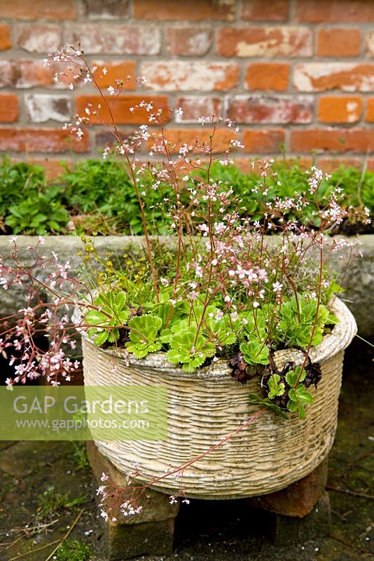 Saxifraga x urban grown in basketweave decorated container