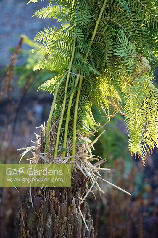 Dicksonia antarctica - Tree Fern tied up with straw to protect the plant from frost damage