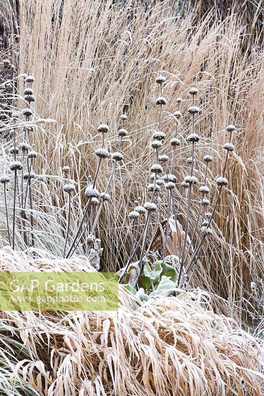 Prairie border in winter with Phlomis russeliana, Hakonechloa macra 'Aureola' and Calamagrostis