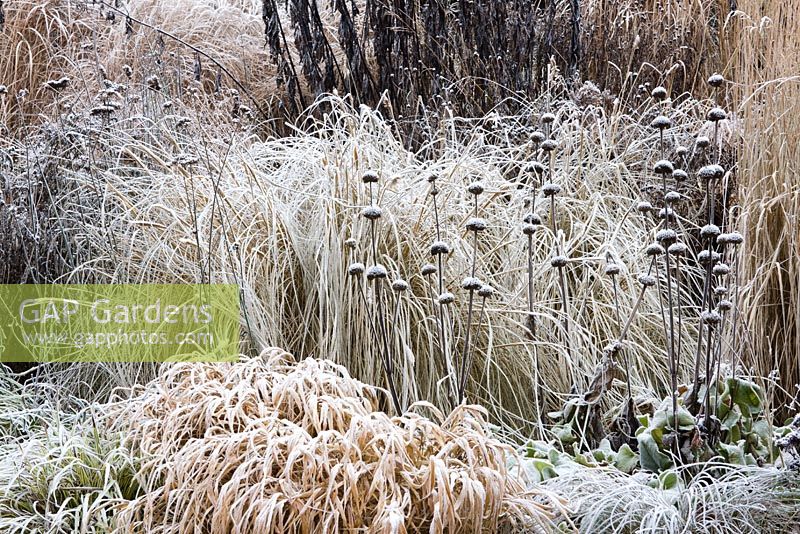 Prairie border in winter with Phlomis russelliana, Hakonechloa macra 'Aureola' and Pennisetum