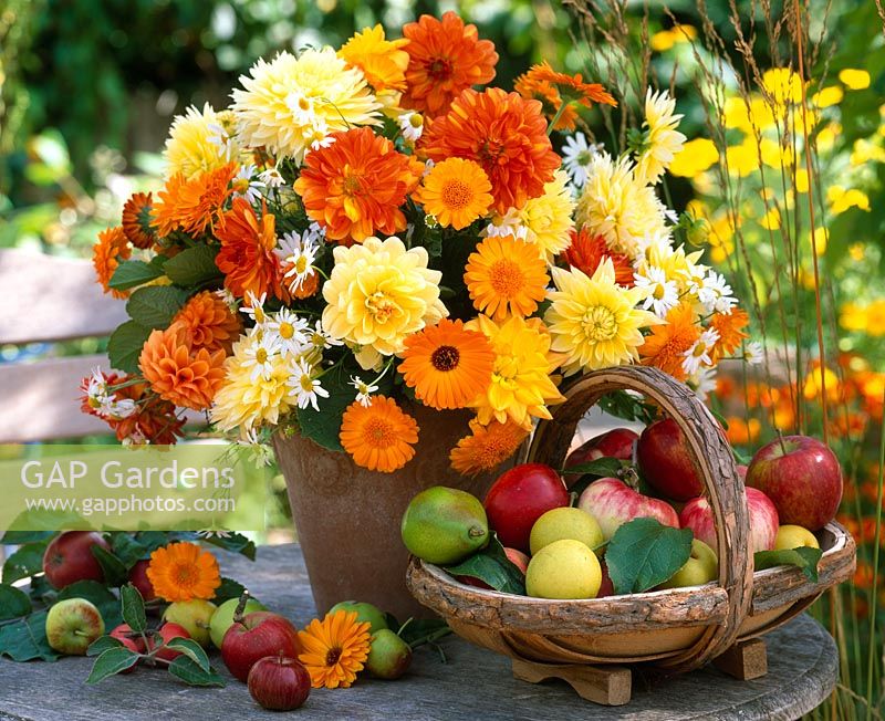 Vase of Dahlias, Calendula and Matricaria and fruit in wooden trug