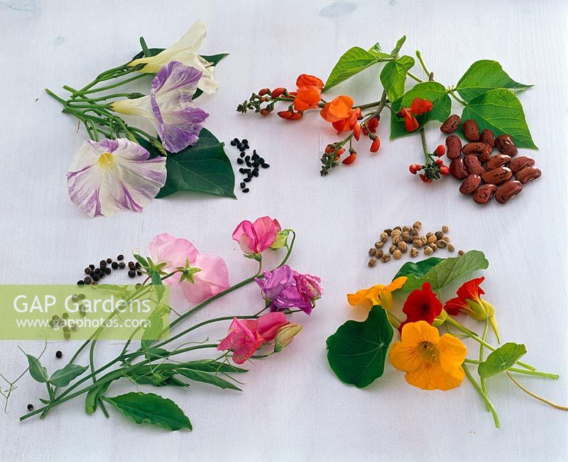 Picked flowers and seeds - Lathyrus, Tropaeolum and Phaseolus coccineus 