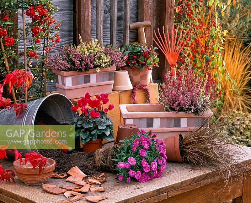 Planting table with Aster, Cyclamen, Calluna 'Garden Girls', Carex, Gaultheria, Pyracantha, pots, boxes, earth, broken terracotta pieces and bowl