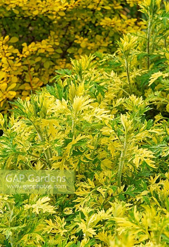 Artemisia vulgaris with Berberis
