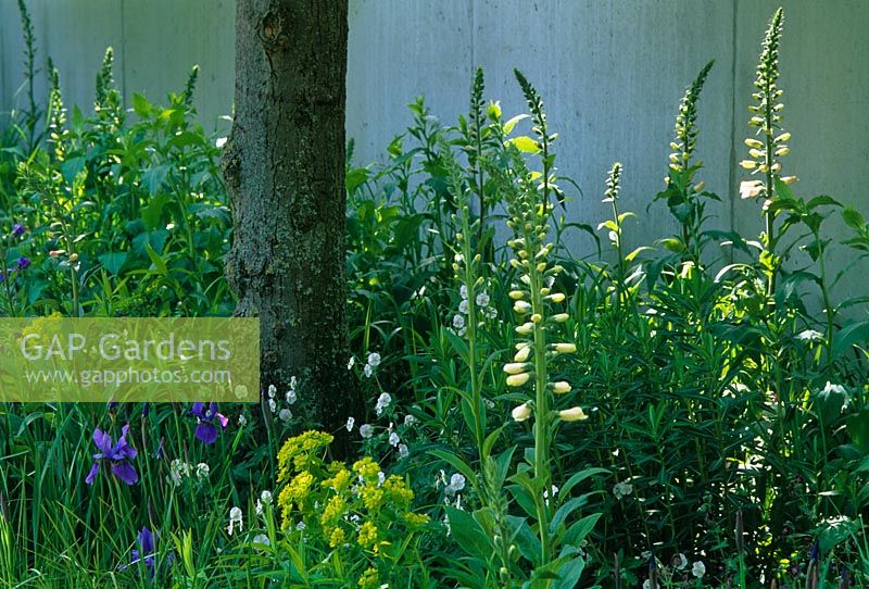 Lime tree with herbaceous underplanting including Iris, Euphorbia, Geranium and Digitalis in 'The Laurent-Perrier Harpers and Queen Garden' at the RHS Chelsea Flower Show
