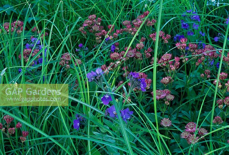 Planting detail of Astrantia, Anchusa azurea 'Loddon Royalist' and grasses in 'The Laurent-Perrier Harpers and Queen Garden' at the RHS Chelsea Flower Show