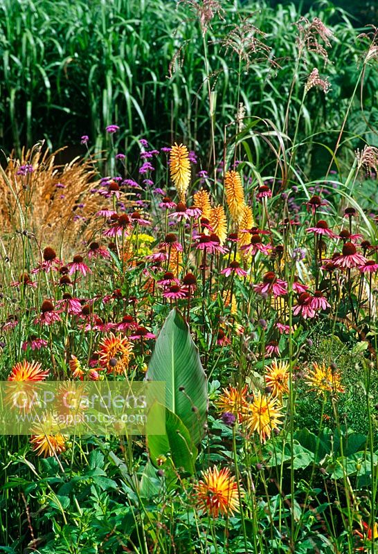 Echinacea, Dahlia and Kniphofia in mixed border - Hunting Brook Gardens, Republic of Ireland