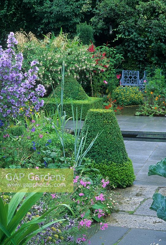 Water rill in garden with seat, Buxus pyramid and mixed planting including Hibiscus and standard Fuchsias - Dublin