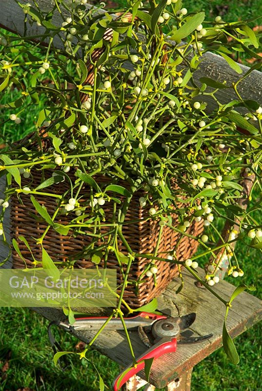 Viscum - Mistletoe in wicker basket on bench with secateurs                    