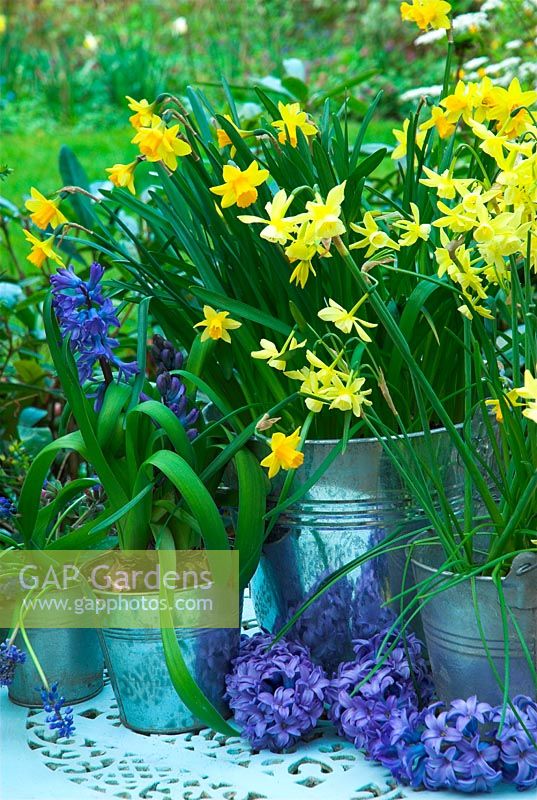 Metal buckets of Narcissus 'Hawera', Narcissus 'Tete a Tete', Muscari and Blue Jacket Hyaciths on table