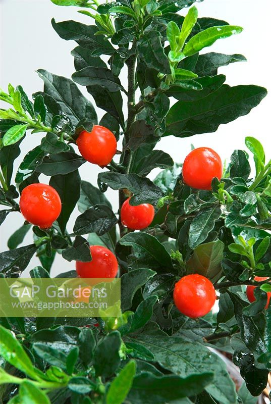 Solanum capsicastrum - Winter cherry