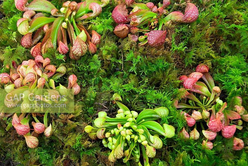 Sarracenia psittacina - Parrot pitcher plant