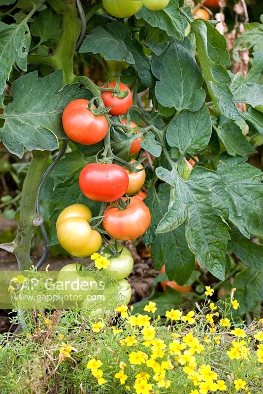 Tomato 'Elegance' - Grafted variety from Suttons and Tagetes 'Lemon Gem' as companion planting