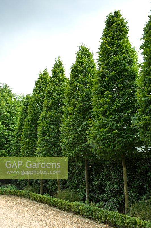 Carpinus - Pencil hornbeams forming hedge - Majestic Trees, Flamstead, St Albans, Herts

