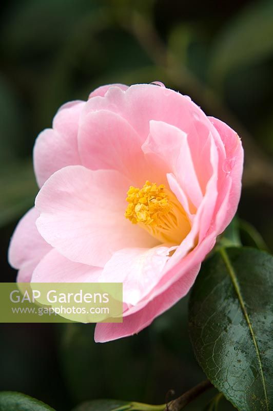 Camellia x williamsii 'Clarrie Fawcett' -  RHS Wisley Surrey