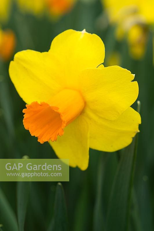 Narcissus 'Glen Clova' - RHS Wisley, Surrey