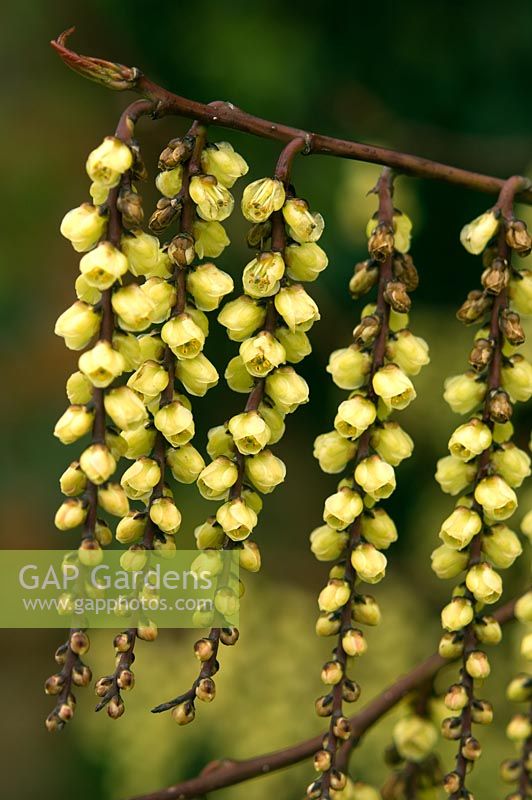 Stachyurus chinensis - Large airy winter flowering shrub with long racemes of tiny yellow flowers - RHS Wisley, Surrey