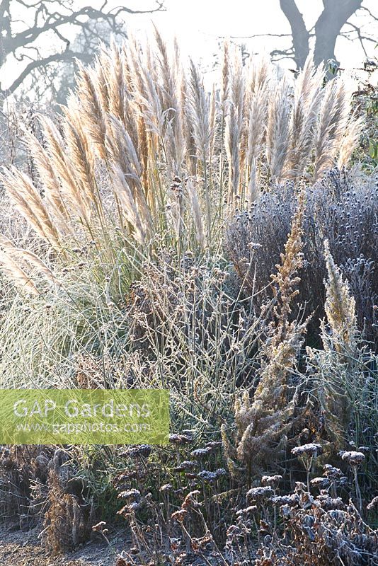 Frosted Cortaderia, Sedum and Verbena bonariensis in winter border