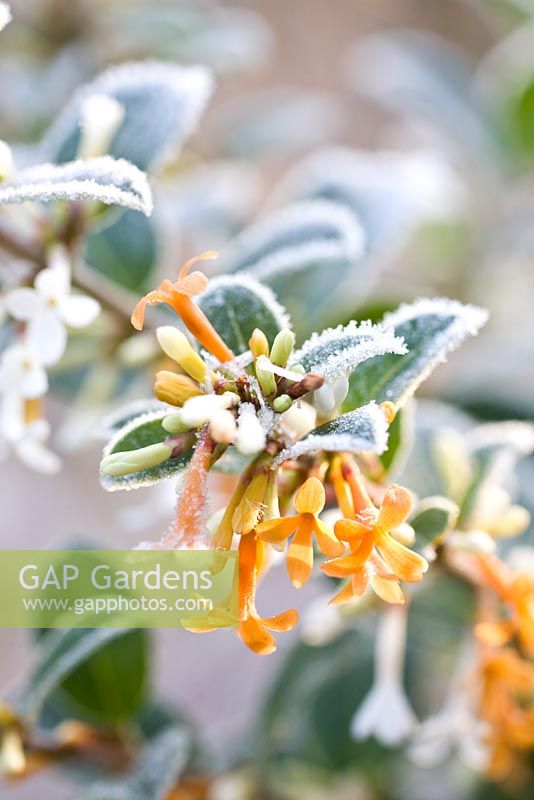 Osmanthus delavayi 'Pearly Gates' in frost