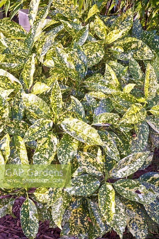 Aucuba japonica 'Crotonifolia' in winter