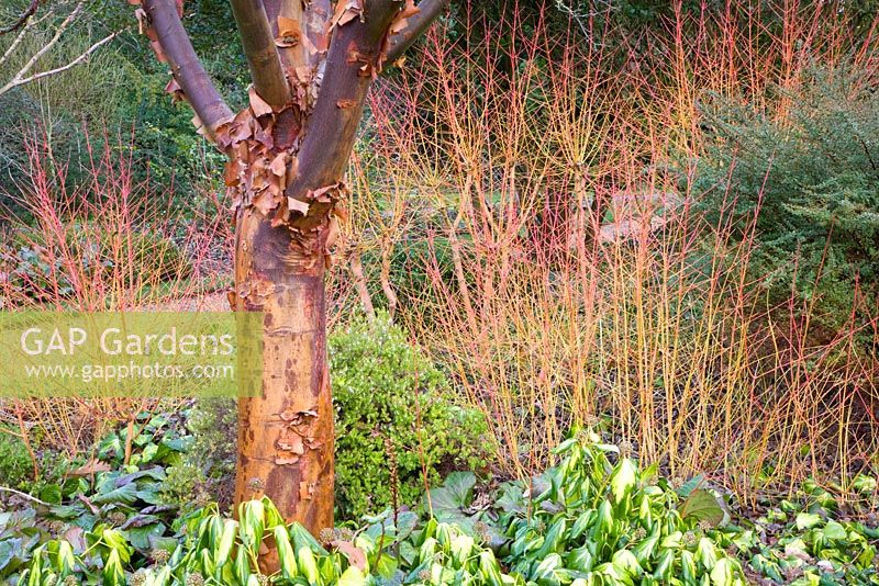 Acer griseum, Cornus sanguineum 'Midwinter Fire' and Hedera colchica 'Sulphur Heart' in winter border 