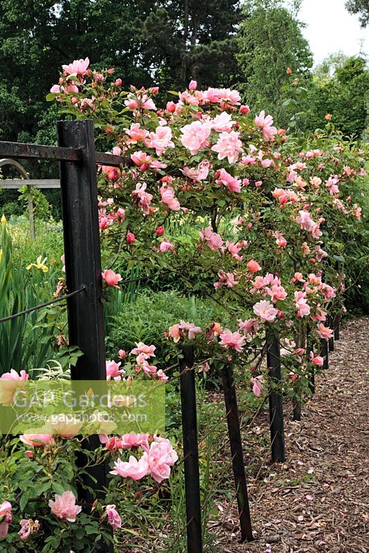Rosa 'Albertine' climbing on cast iron support and boundary - Sexby Garden, Peckham Rye Park, London, Heritage Lottery Fund 