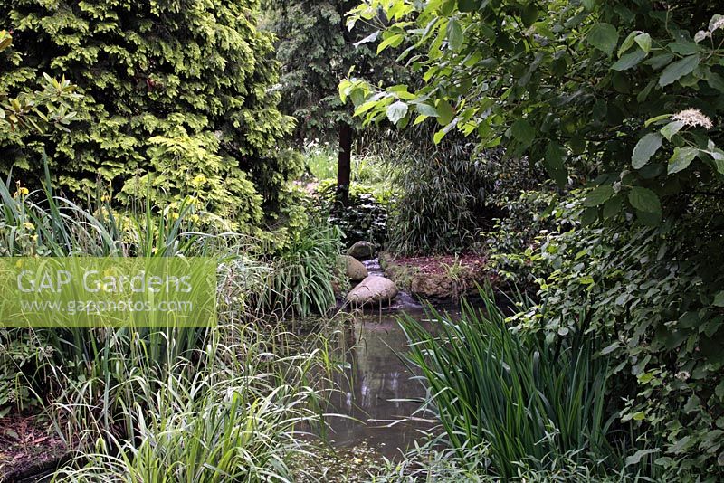 Pond with small waterfall, Iris pseudocorus, conifers and bamboos - Japanese garden, Peckham Rye Park, London