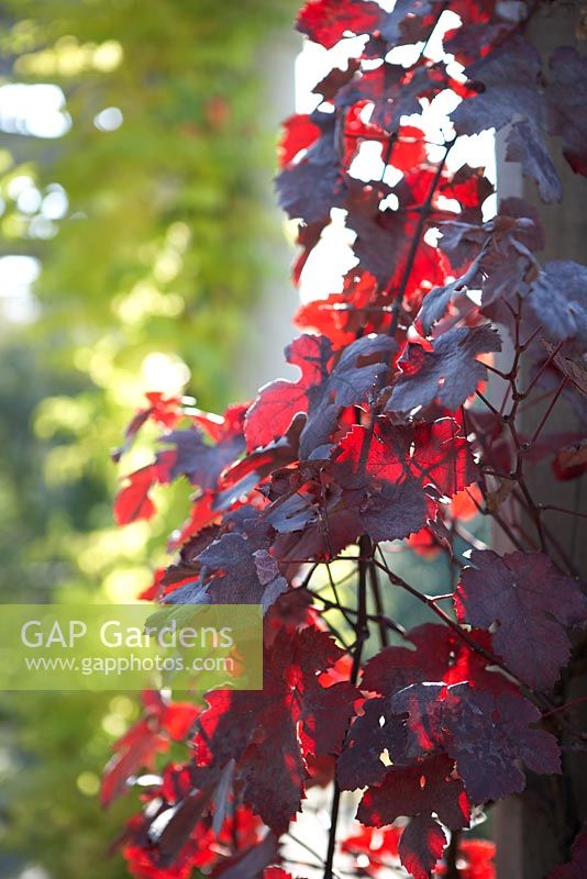 Sunlight through red-leaved vine on  pergola at Hampstead Heath in Autumn