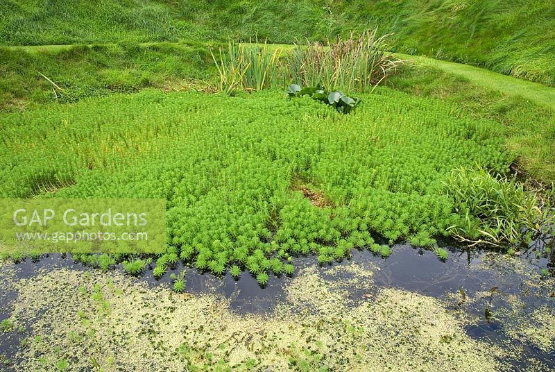 Grassy edged circular pool with Iris pseudacorus, Ranunculus lingua, Nymphaea alba and Myriophyllum verticillatum