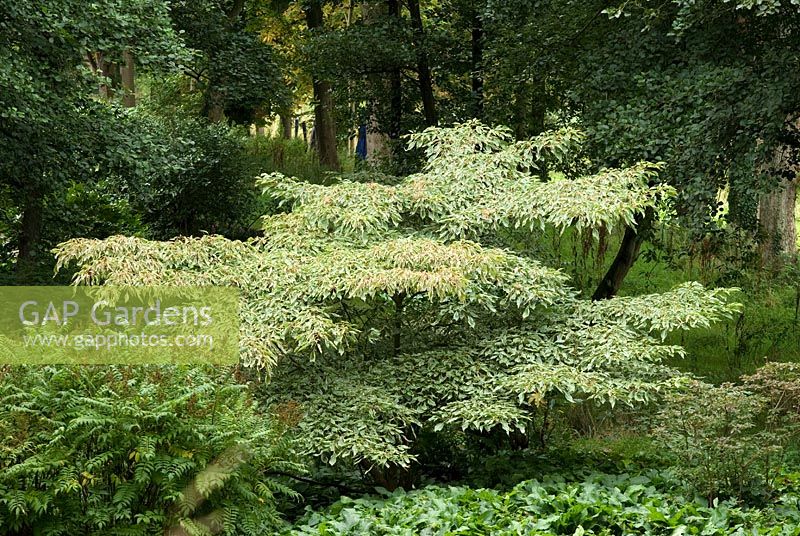 Cornus controversa 'Variegata', Sorbaria sorbifolia and Symphytum grandiflorum in  mature woodland with Alnus incana, Grey Alders 