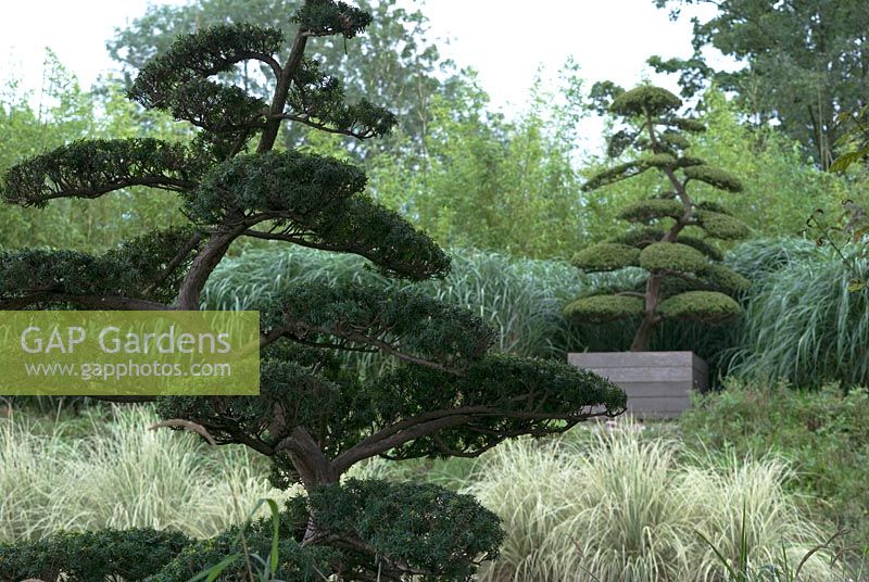 Cloud pruned Taxus baccata bonsai with planting of Cortaderia selloana 'Silver Comet', Miscanthus and Phyllostachys flexuosa 